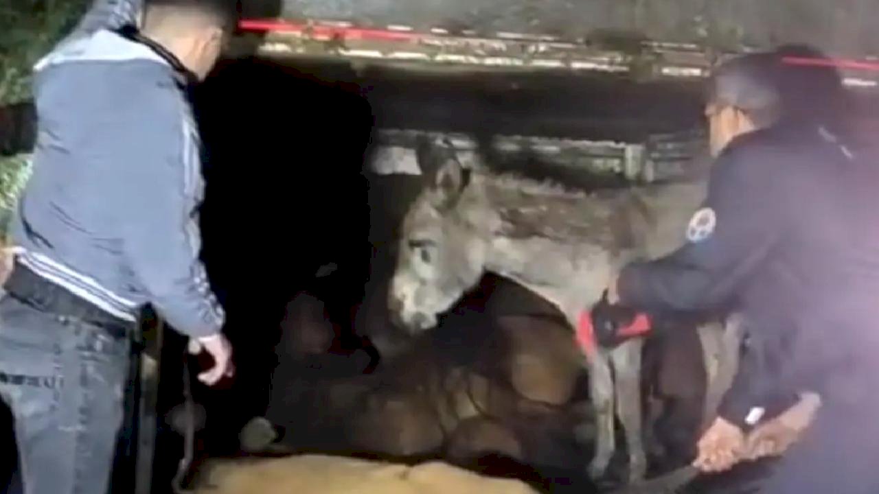 Adana'da Kamyonet Devrildi, Eşekler Yaralandı