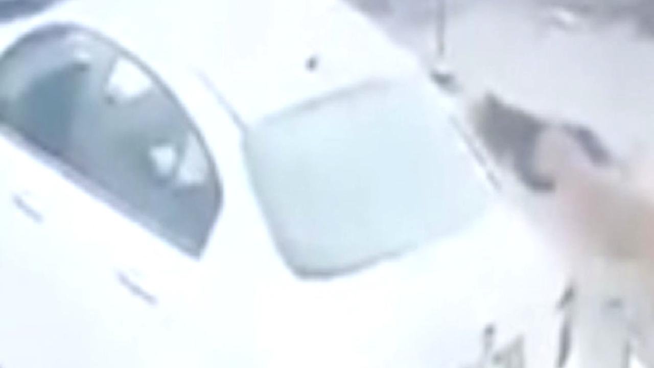 Adana'da sahipsiz köpekler bu kez kediye saldırdı: Öldü