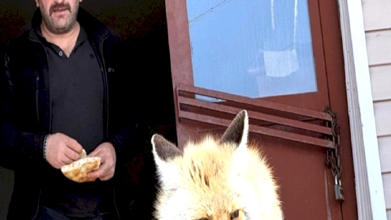 Ardahan'da karayolları ekiplerinden tilkilere şefkat