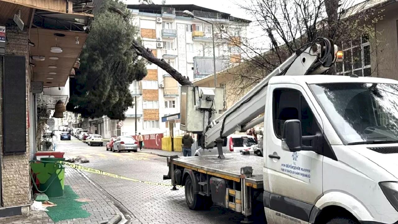 Aydın'da Devren Ağaç, Binaya Zarar Verdi