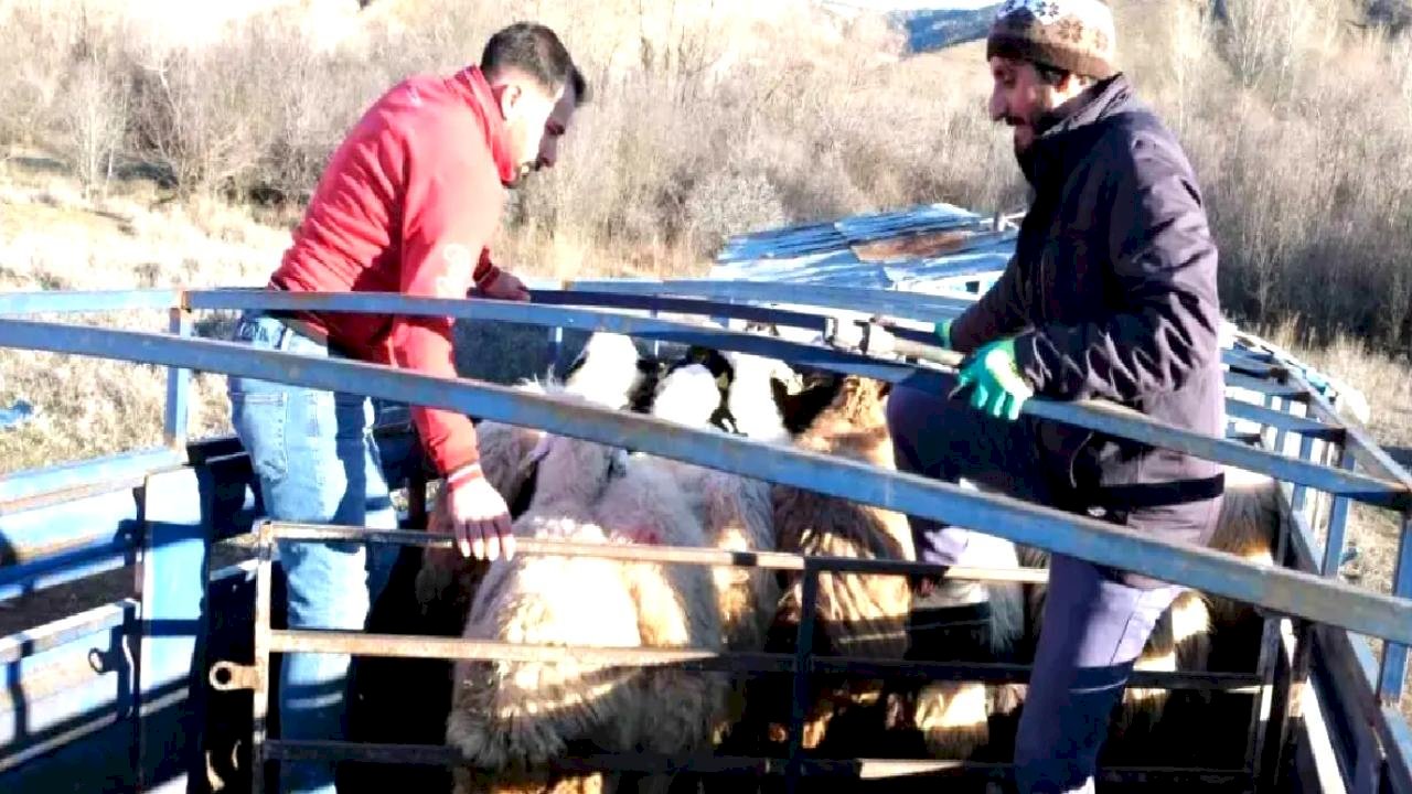 Besiciler Baharla Dağlara Çıktı