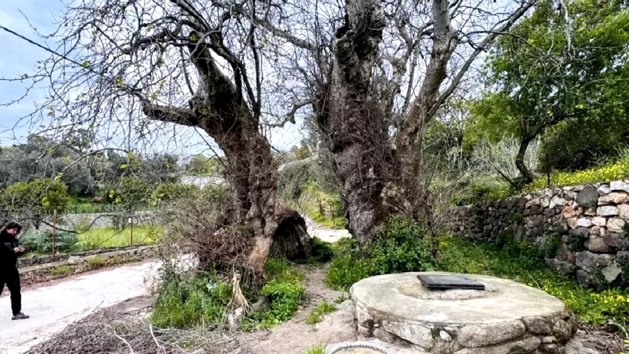 Bodrum'da Dev Çınar Ağaç Koruma Altına Alınıyor