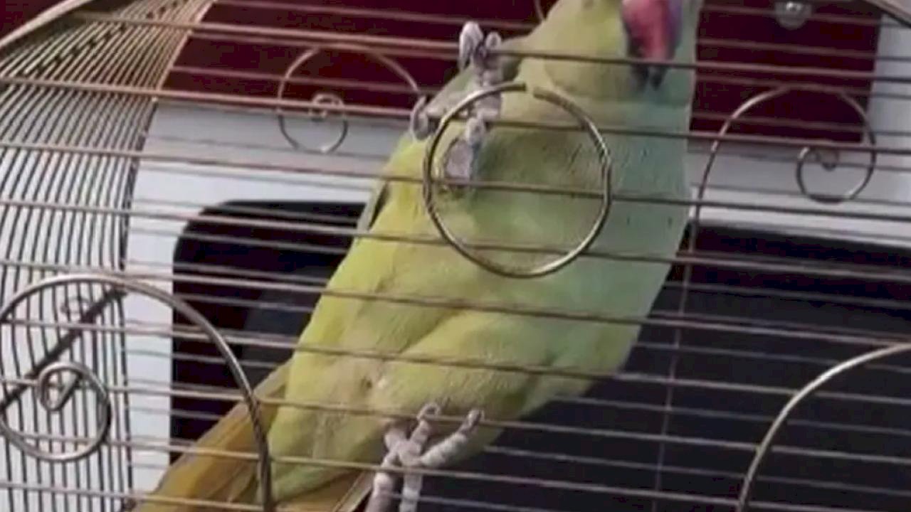 Bursa’da kaçak hayvan ticareti denetim