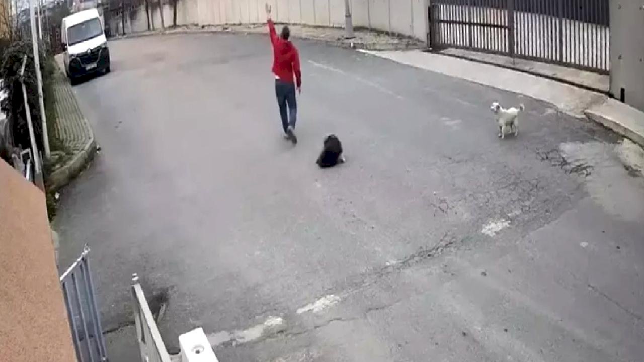 Cip Köpeğin Üzerinden Geçti
