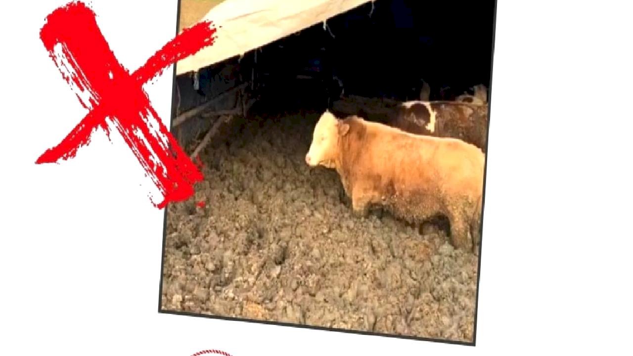 Çorum’da hayvan refahını ihlal eden işletmeye ceza