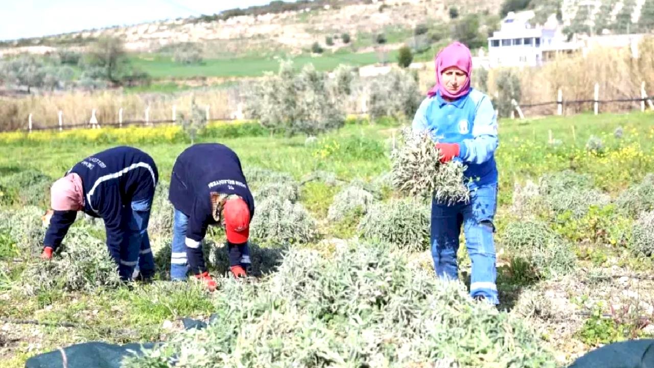 Didim'de ada çayı hasadı yapıldı