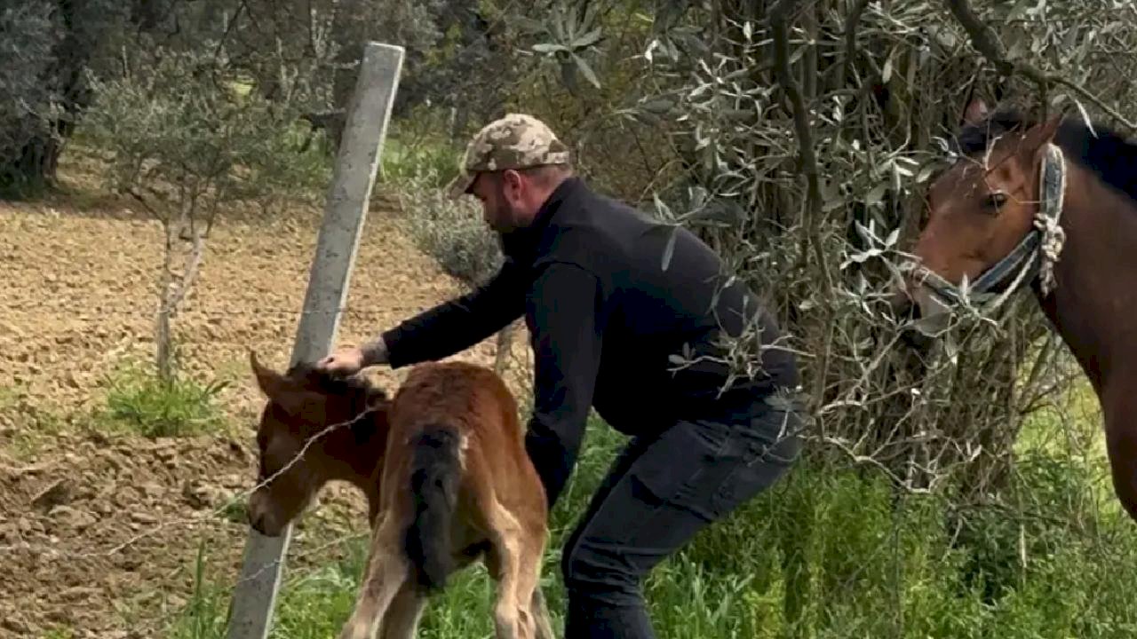 Dikenli Tellerdeki Tay Kurtarıldı