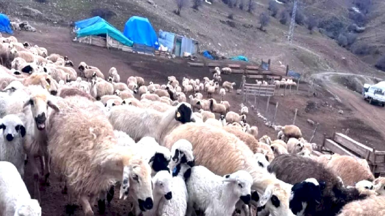 Erzincan'da Kuzuların Buluşma Anları