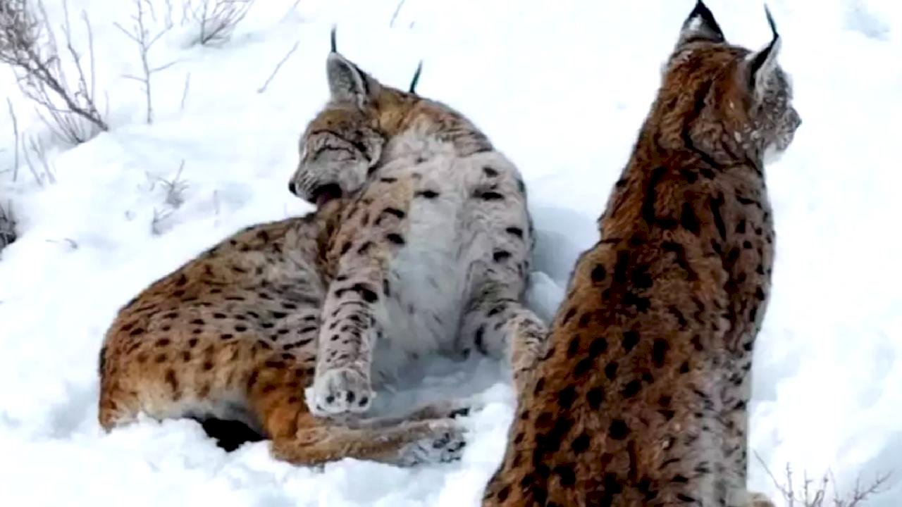 Erzincan'da Vaşak Ailesi Görüntülendi