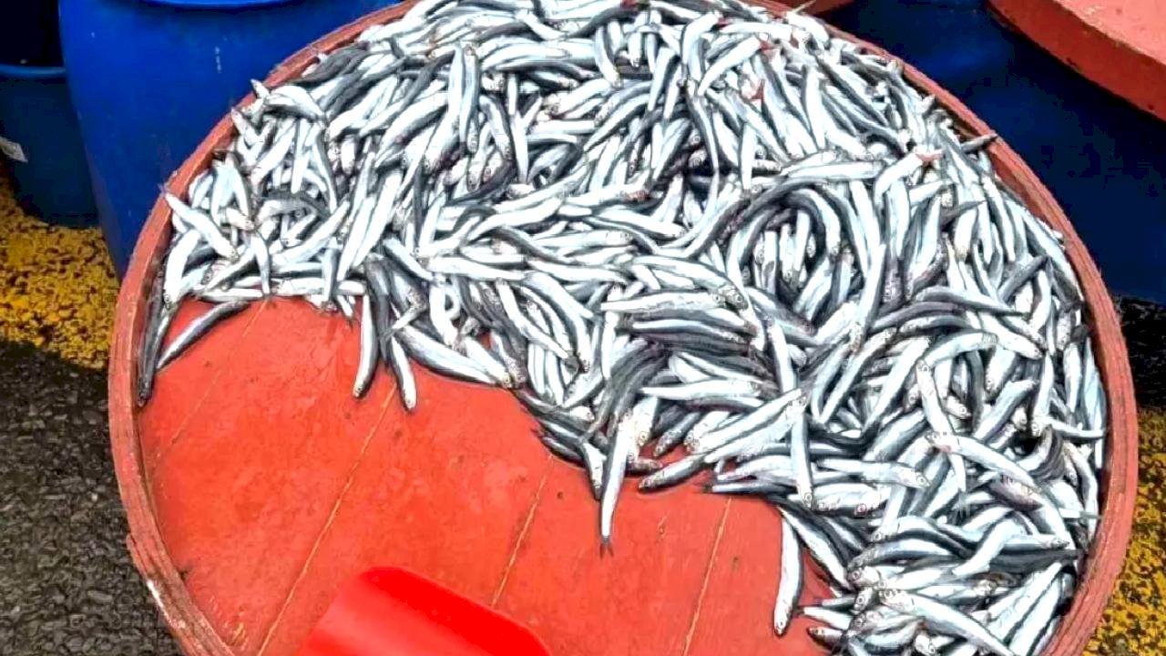 Hamsi Fiyatları 200 Liraya Yükseldi