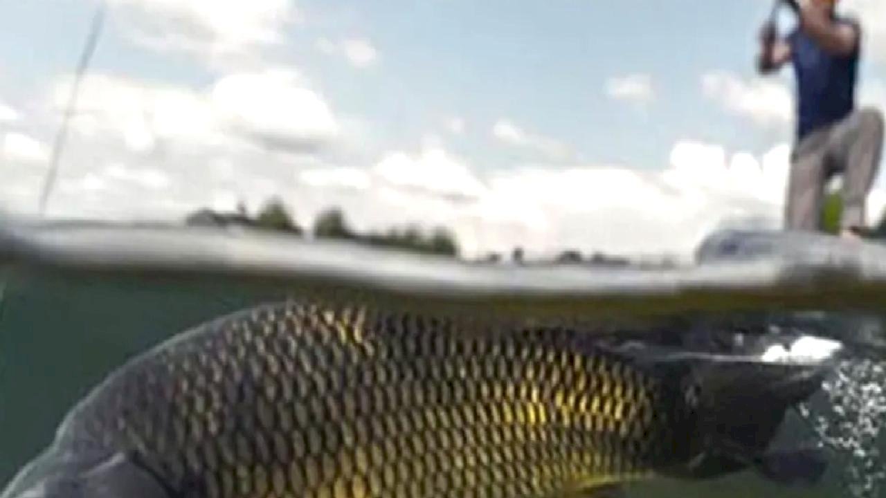 İç sularda sazangiller için av yasağı başladı