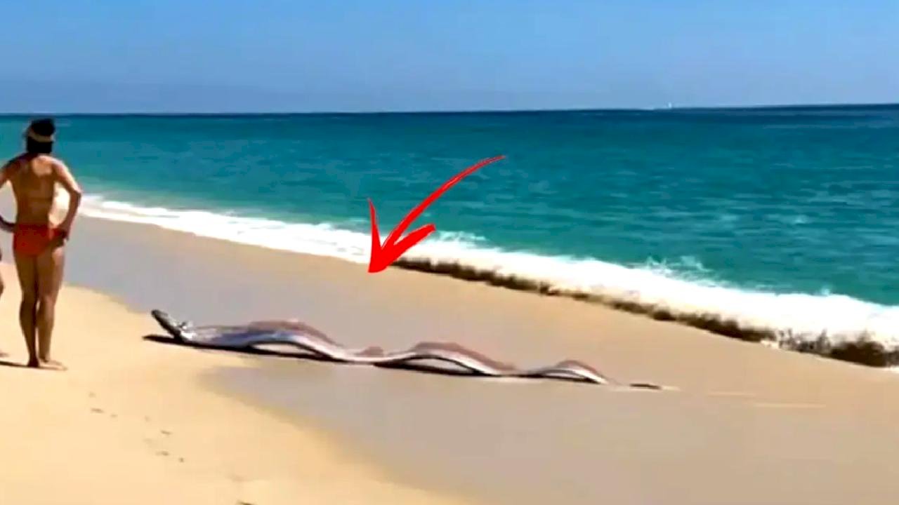 İki "kıyamet balığı" sahile vurdu