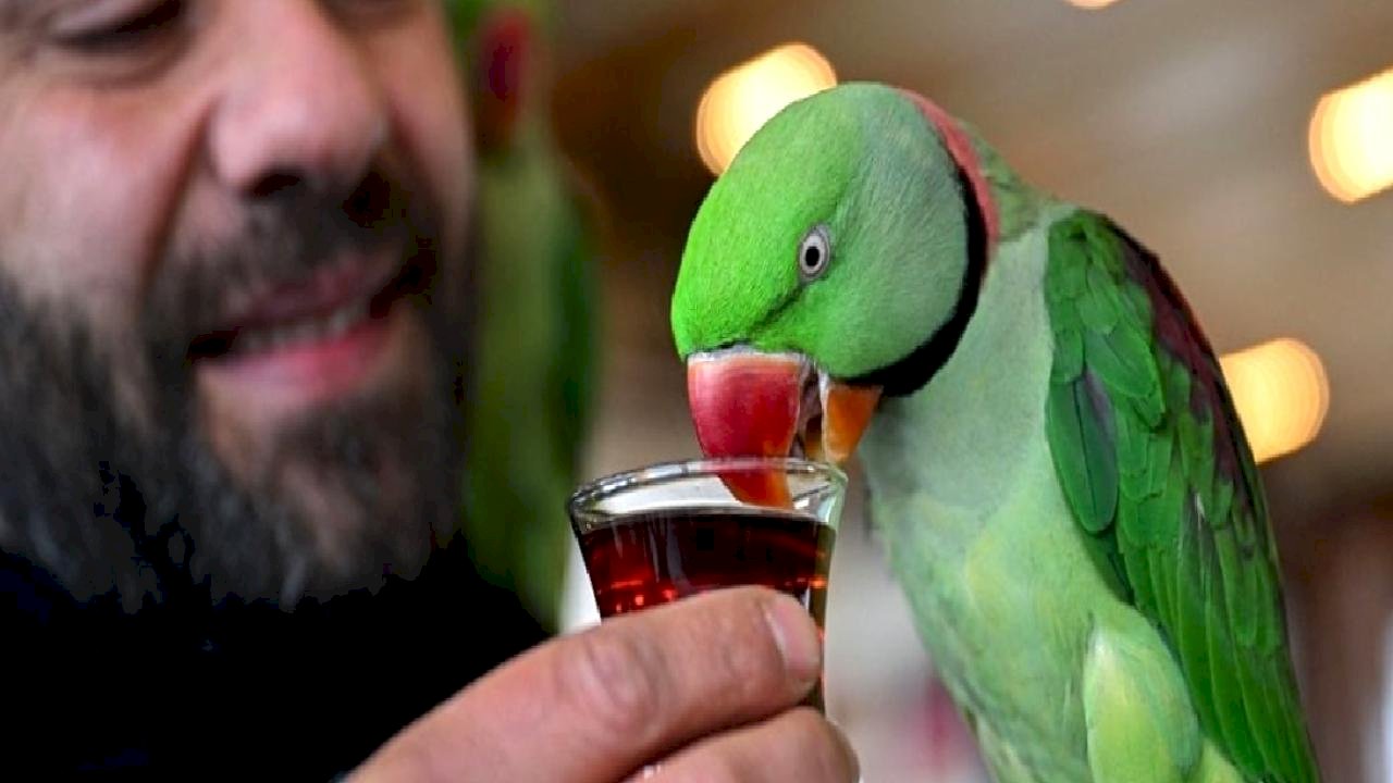 İskender papağanlarıyla ayrılmaz dostluk: Her yere birlikte gidiyorlar