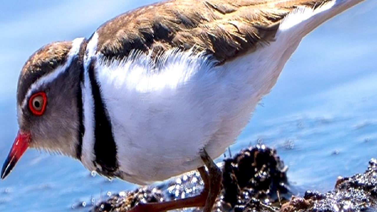 İsmi 'takkeli cılıbıt' olan kuş, Türkiye'de ilk kez görüldü