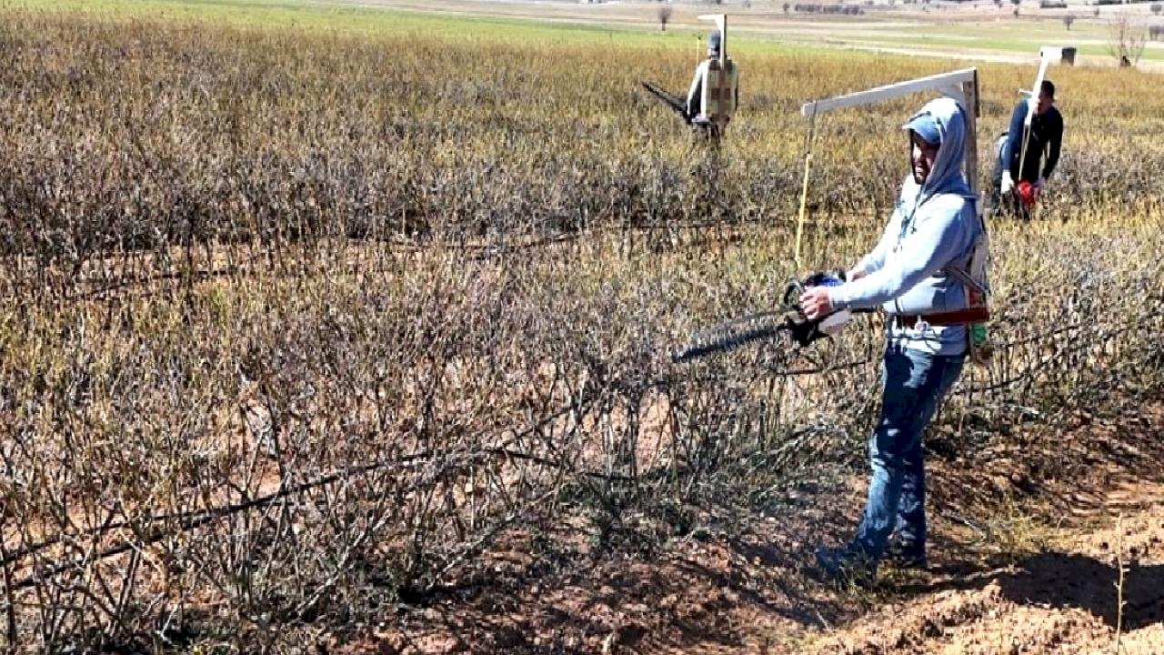 Isparta'da budama mevsimi: Gül bahçeleri hasata hazırlanıyor