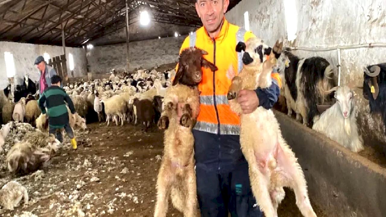 Kars'ta Koyun Kırkımına Başlandı