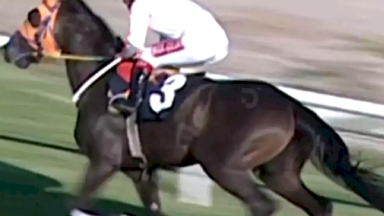 Kavurma yapılan yarış atının görüntüleri ortaya çıktı