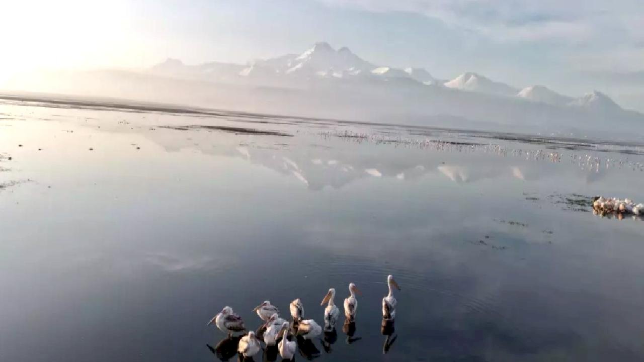 Kayseri'nin ilk pelikanları geldi
