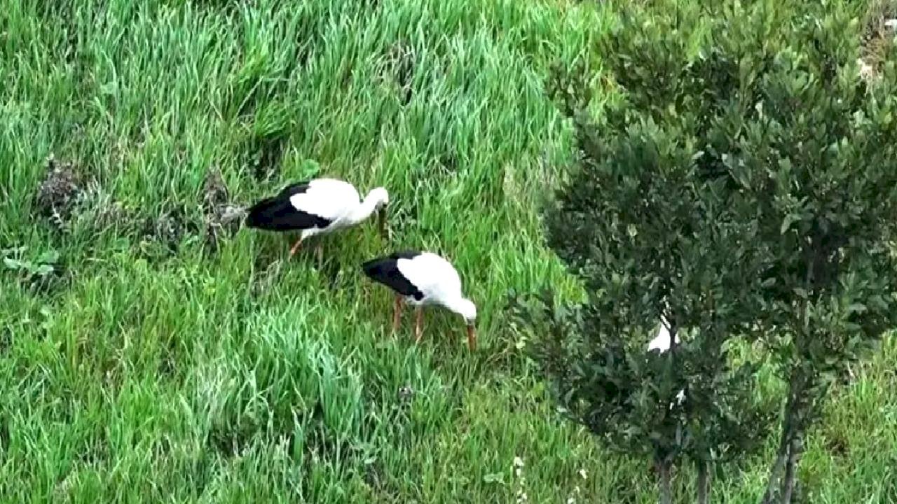 Leylekler Esenler'de Mola Verdi