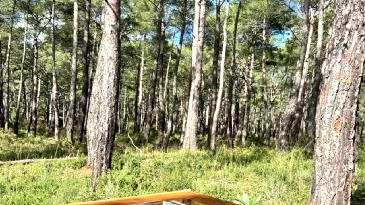 Marmaris'te Çam Kese Böceğiyle Mücadele