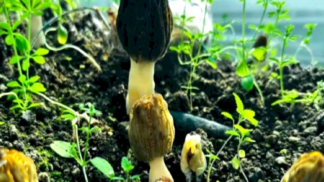 Mersin’de kuzugöbeği mantarı hasadı başladı! Kilosu 5 bin TL