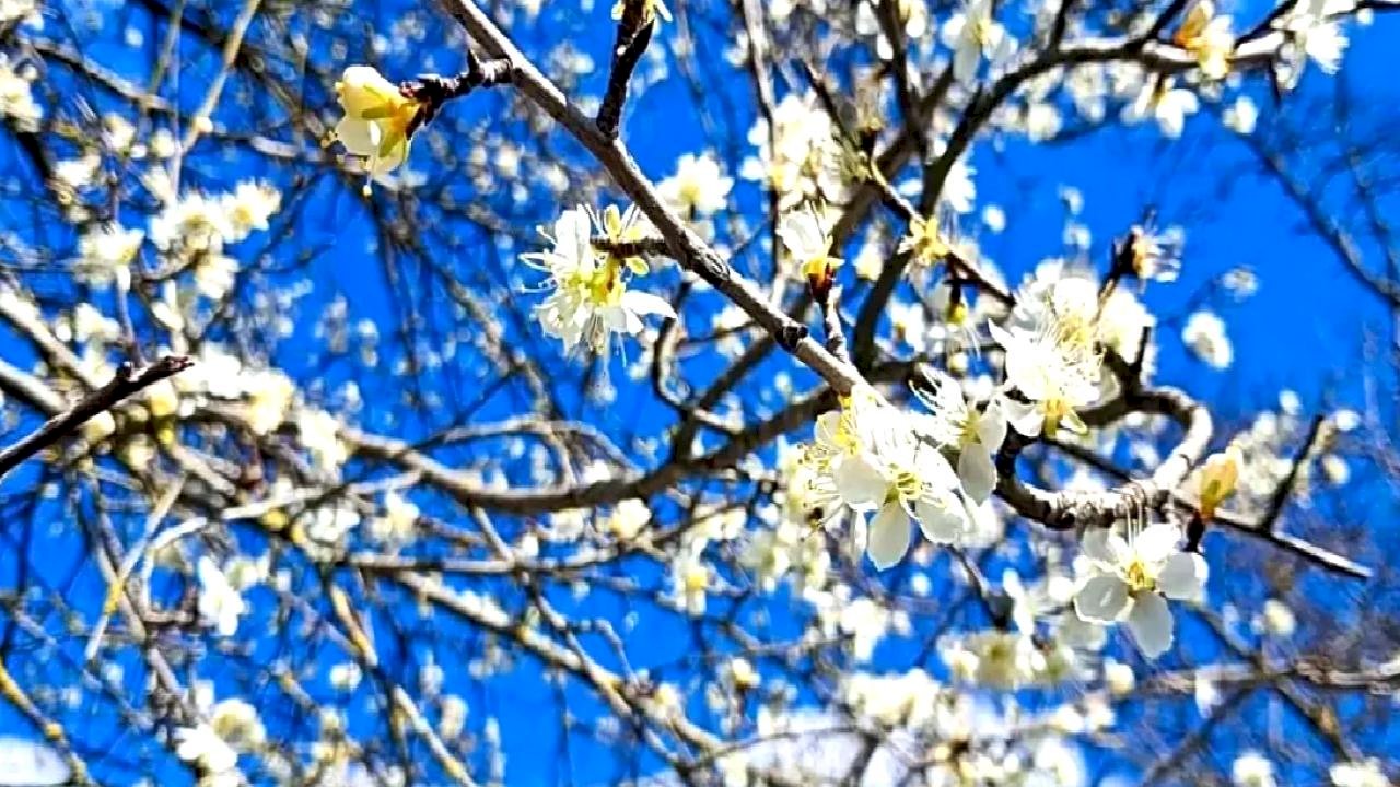 Saimbeyli'de Bahar Çiçekleri Açtı
