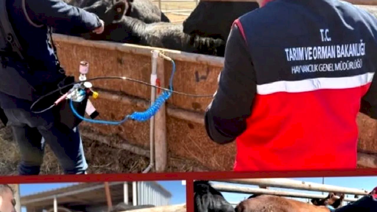 Şap aşısında iğnesiz uygulama deneniyor