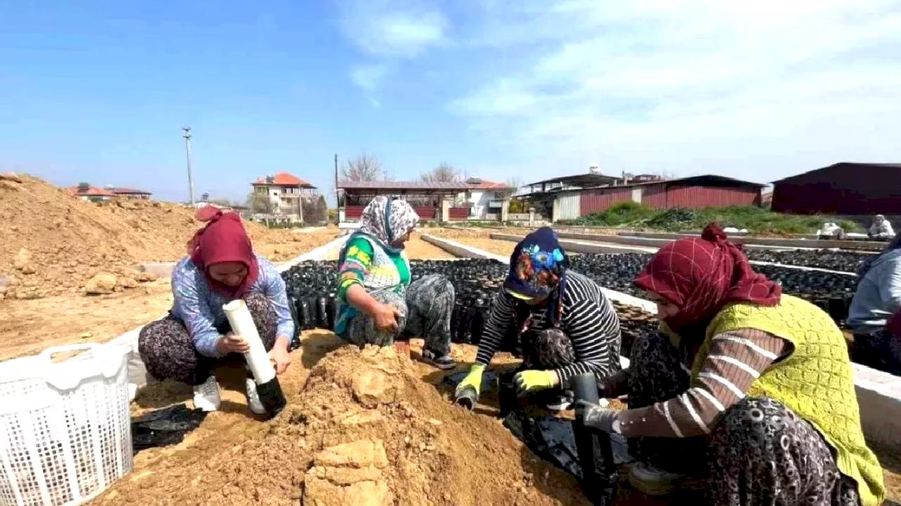 Sarıgöl'de Fidan Üretiminde Hedef 700 Bin