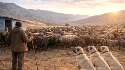 5 ay için 590 bin TL maaşla çoban ilanı sosyal medyada gündem oldu