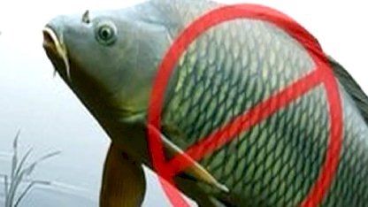 Adana’da sazangillerin avcılığına 31 Mayıs'a yasak!