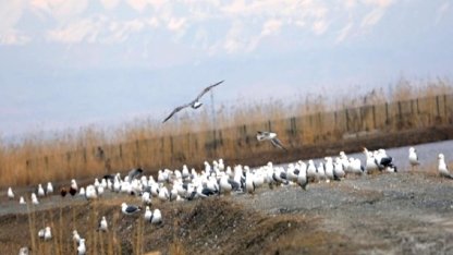 Ağrı Dağı eteklerinde bahar hareketliliği: Göçmen kuşlar sulak alanlara gelmeye başladı