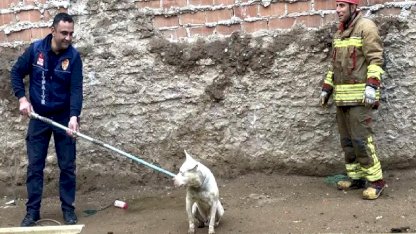 Alaşehir'de Köpek Çukurdan Kurtarıldı