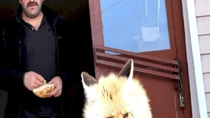 Ardahan'da karayolları ekiplerinden tilkilere şefkat