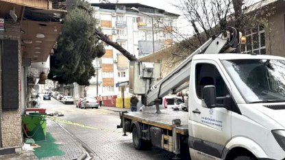 Aydın'da Devren Ağaç, Binaya Zarar Verdi