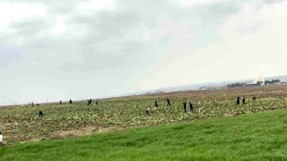 Batman'da Lahana Dağıtımı Yoğun İlgi Gördü
