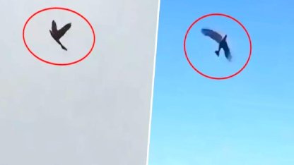 Bu kuş ABD'nin uykularını kaçıracak! Hepsiyle savaş zorunda kalabilirler