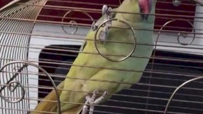 Bursa’da kaçak hayvan ticareti denetim