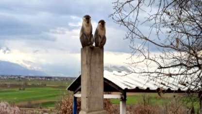 Denizli’de ağaçta görülen maymunlardan biri yakalandı