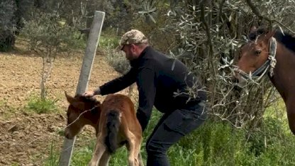Dikenli Tellerdeki Tay Kurtarıldı