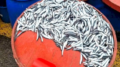Hamsi Fiyatları 200 Liraya Yükseldi