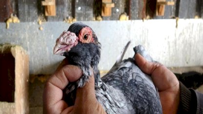 Hataylı Yahya'nın 45 yıllık güvercin tutkusu