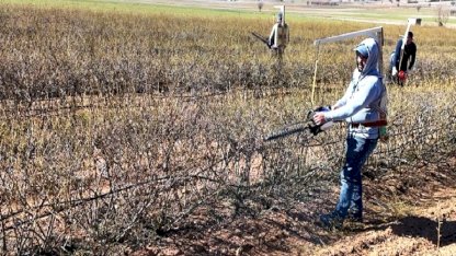 Isparta'da budama mevsimi: Gül bahçeleri hasata hazırlanıyor