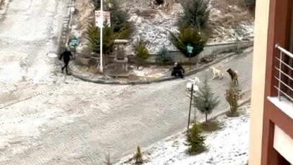 Kastamonu'da yaşlı bayan sokak köpeklerinin saldırısına uğradı