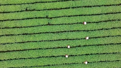 Longjing Çayı Hasadı Başladı