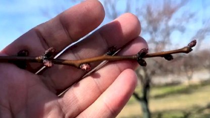 Malatya'da Kayısı Ağaçları Tomurcuklanmaya Başladı