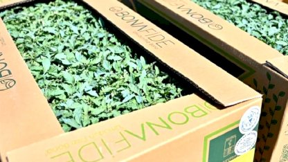 Manisa Gördes’te üreticinin yüzü güldü... Fideler bereketli toprakla buluşuyor