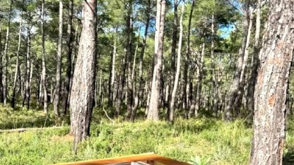 Marmaris'te Çam Kese Böceğiyle Mücadele