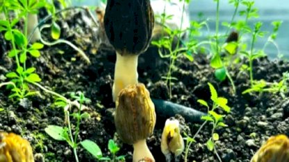 Mersin’de kuzugöbeği mantarı hasadı başladı! Kilosu 5 bin TL