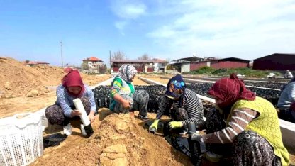 Sarıgöl'de Fidan Üretiminde Hedef 700 Bin