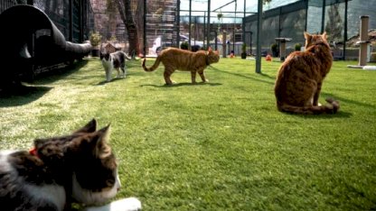 TBMM, yerleşkesindeki kedilere sahip çıktı